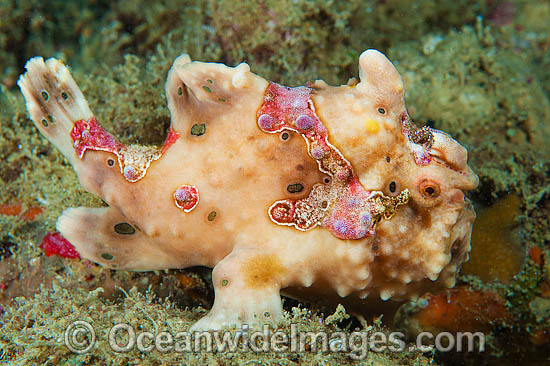 Giant Frogfish photo Giant Frogfish photo