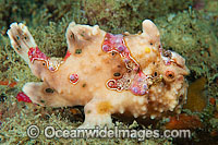 Giant Frogfish Photo - Gary Bell