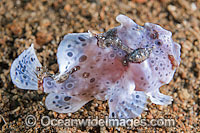 Painted Frogfish Antennarius pictus Photo - Gary Bell