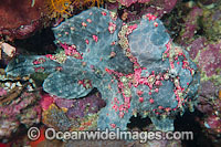 Giant Frogfish Antennarius commersoni Photo - Gary Bell