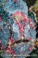 Giant Frogfish Antennarius commersoni Photo - Gary Bell