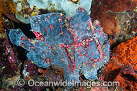 Giant Frogfish Photo - Gary Bell