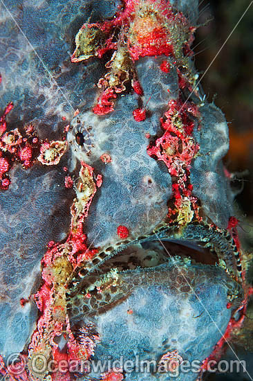 Giant Frogfish Antennarius commersoni photo