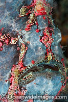 Giant Frogfish Antennarius commersoni Photo - Gary Bell