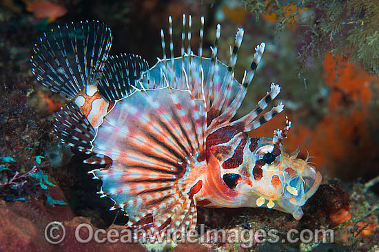 Zebra Lionfish (Dendrochirus zebra). Found throughout the Indo-West Pacific, including the Great Barrier Reef, Australia. Photo - Gary Bell Zebra Lionfish (Dendrochirus zebra). Found throughout the Indo-West Pacific, including the Great Barrier Reef, Australia. Photo - Gary Bell
