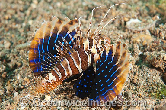 Gurnard Lionfish (Parapterois heterura). Found throughout the Indo-West Pacific, but not common. Photo taken off Anilao, Philippines. Within the Coral Triangle. Photo - Gary Bell