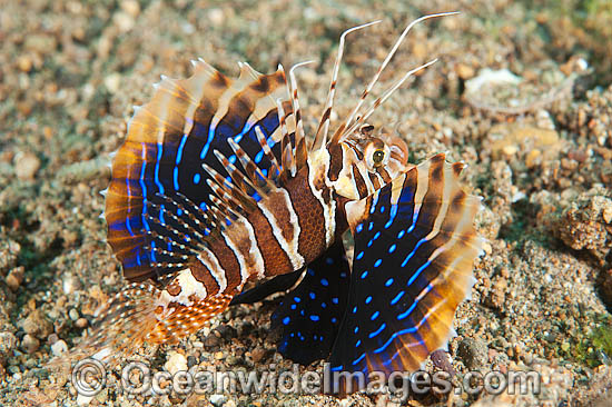 Gurnard Lionfish photo Gurnard Lionfish photo