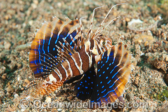 Gurnard Lionfish photo