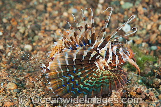 Gurnard Lionfish (Parapterois heterura). Found throughout the Indo-West Pacific, but not common. Photo taken off Anilao, Philippines. Within the Coral Triangle. Photo - Gary Bell