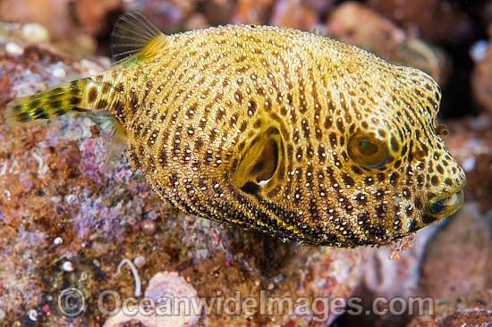 Starry Pufferfish photo