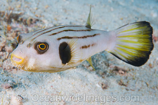 Narrow-lined Pufferfish Arothron manilensis photo