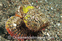 False Stonefish Scorpaenopsis diabolus Photo - Gary Bell
