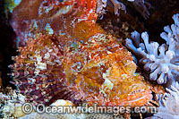 Small-scale Scorpionfish Scorpaenopsis oxycephala Photo - Gary Bell