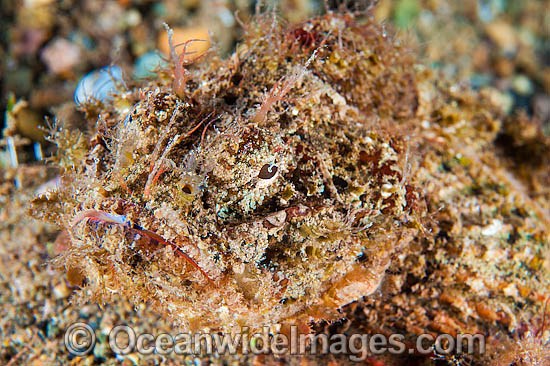 Scorpionfish Scorpaenopsis macrochir photo