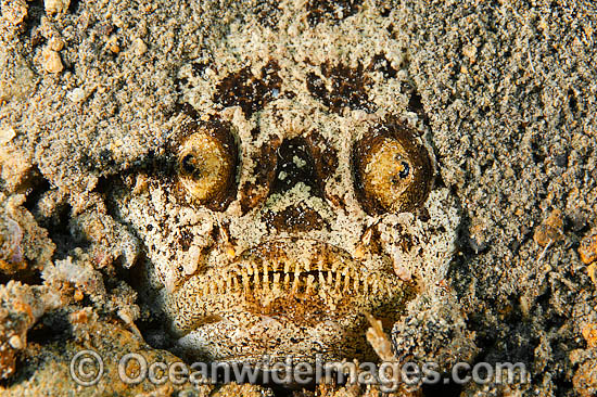 Marbled Stargazer (Uranoscopus bicinctus). Found inhabiting mud substrates from Japan to Indonesia. Photo taken off Anilao, Philippines. Within the Coral Triangle. Photo - Gary Bell Marbled Stargazer (Uranoscopus bicinctus). Found inhabiting mud substrates from Japan to Indonesia. Photo taken off Anilao, Philippines. Within the Coral Triangle. Photo - Gary Bell