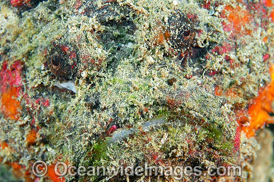 Reef Stonefish photo