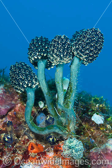 Bottlebrush Ascidian photo Bottlebrush Ascidian photo