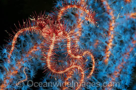 Brittle Star on Sea Tunicates photo