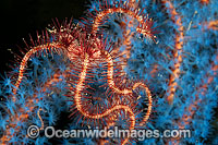 Brittle Star on Sea Tunicates Photo - Gary Bell