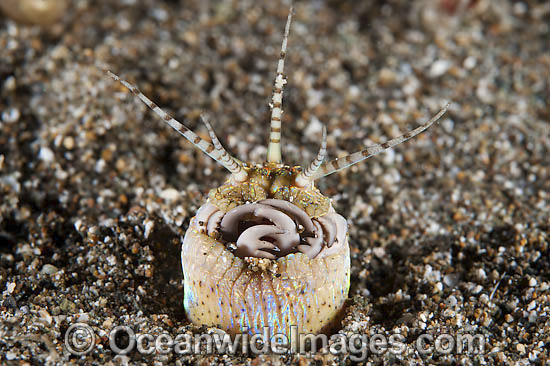 Bobbit Worm Eunice aphroditois photo