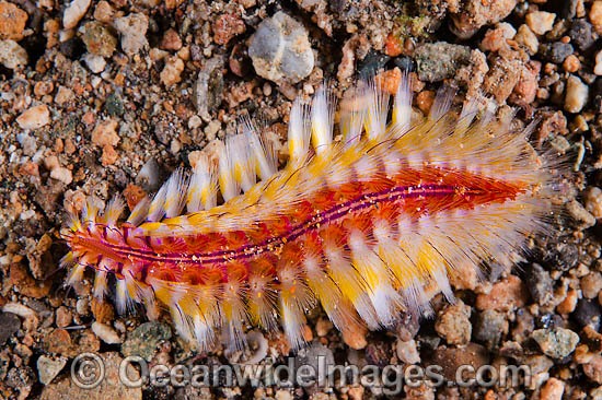Bristle Worm (Choeia fusca). This Polychaete Worm has fine bristles that can penetrate the skin. Found throughout the Indo-West Pacific. Photo taken off Anilao, Philippines. Within the Coral Triangle. Photo - Gary Bell