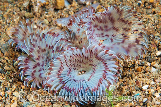 Feather Duster Tube Worm photo