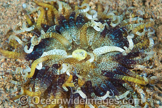 Sea Anemone Dofleinia armata photo