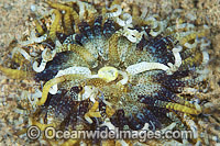 Sea Anemone Dofleinia armata Photo - Gary Bell
