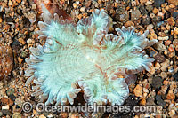 Sea Anemone Photo - Gary Bell
