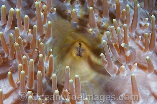 Sea Anemone Stichodactylidae sp. photo