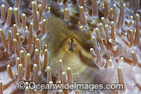 Sea Anemone Stichodactylidae sp. Photo - Gary Bell