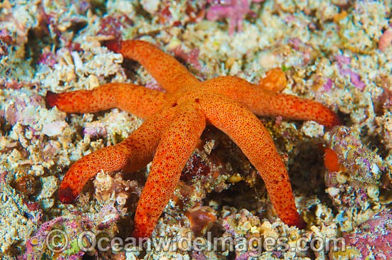 Sea Star (Thromidia catalai). Found throughout the Indo Pacific. Photo taken off Anilao, Philippines. Within the Coral Triangle. Photo - Gary Bell