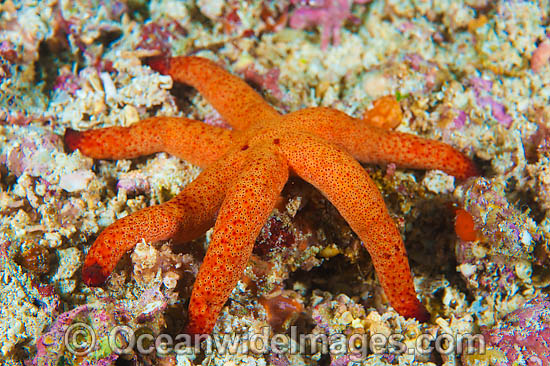 Sea Star Thromidia catalai photo Sea Star Thromidia catalai photo