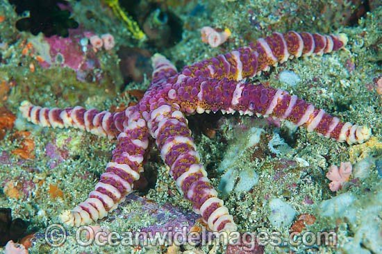 Sea Star Echinaster callosus photo
