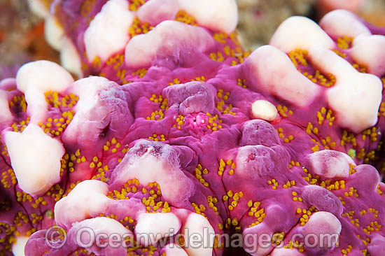 Sea Star photo