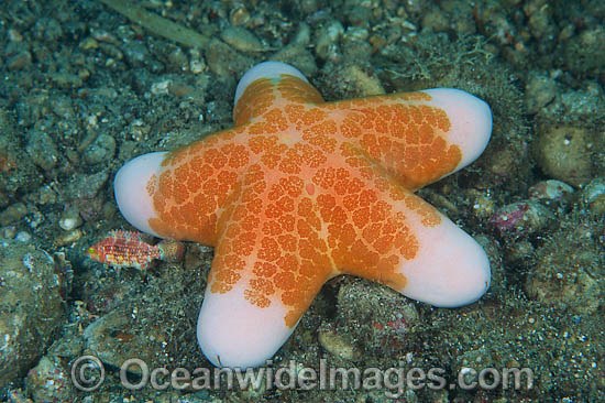Sea Star Choriaster granulatus photo