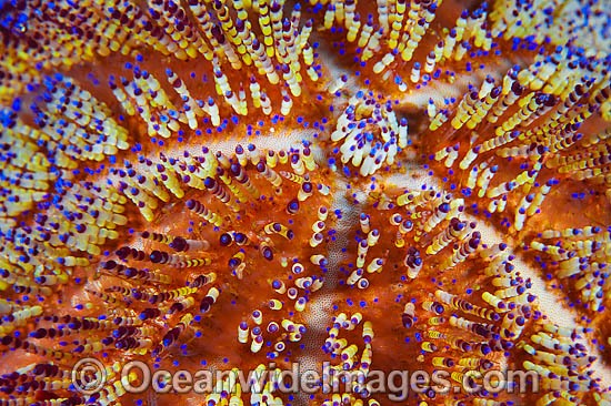 Fire Urchin (Asthenosoma ijimai) - close detail of upper area showing stinging spines. This sea urchin has venomous spines and able to inflict painful stings. Found throughout the Indo-Pacific. Anilao, Philippines. Within the Coral Triangle. Photo - Gary Bell