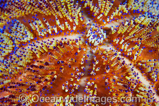 Fire Urchin spines photo Fire Urchin spines photo
