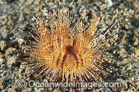Fire Urchin Astropyga radiata Photo - Gary Bell