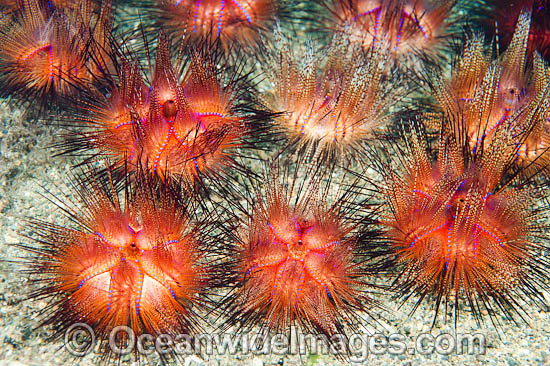 Fire Urchin (Astropyga radiata). Also known as Red Urchin and False Fire Urchin. Found throughout the Indo Pacific. Photo taken off Anilao, Philippines. Within the Coral Triangle. Photo - Gary Bell Fire Urchin (Astropyga radiata). Also known as Red Urchin and False Fire Urchin. Found throughout the Indo Pacific. Photo taken off Anilao, Philippines. Within the Coral Triangle. Photo - Gary Bell