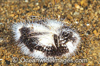 Sea Urchin Maretia planulata Photo - Gary Bell