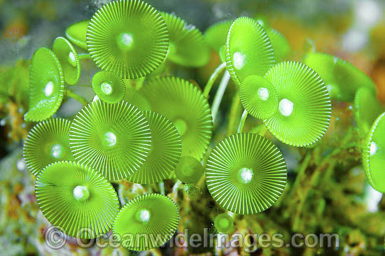 Mermaid's Wine Glass Alga photo Mermaid's Wine Glass Alga photo