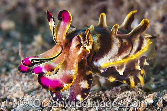 Flamboyant Cuttlefish Metasepia pfefferi photo