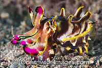 Flamboyant Cuttlefish Metasepia pfefferi Photo - Gary Bell