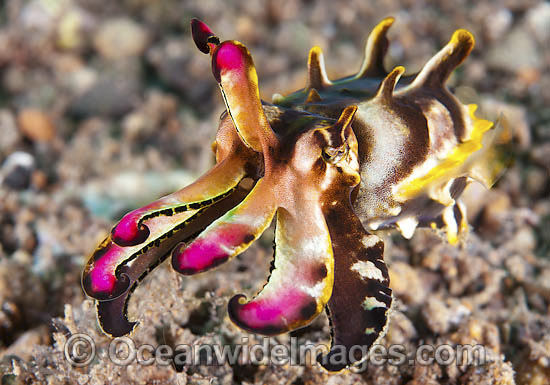 Flamboyant Cuttlefish photo