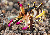 Flamboyant Cuttlefish Photo - Gary Bell