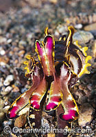 Flamboyant Cuttlefish Metasepia pfefferi Photo - Gary Bell
