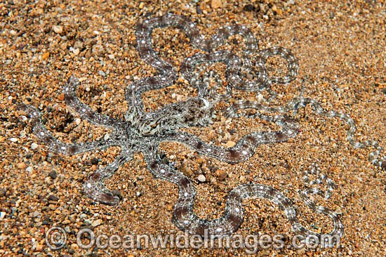 Mimic Octopus Thaumoctopus mimicus photo
