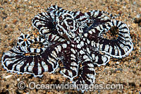 Mimic Octopus Photo - Gary Bell
