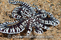 Mimic Octopus Thaumoctopus mimicus Photo - Gary Bell